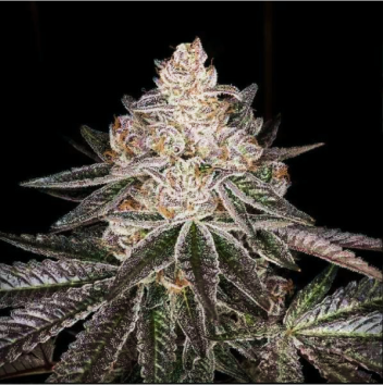 Mariana Cannabis Apple Fritter