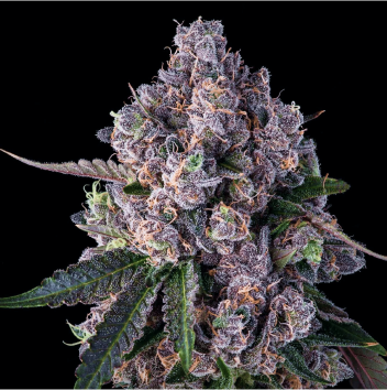 Mariana Cannabis Baby Jokerz