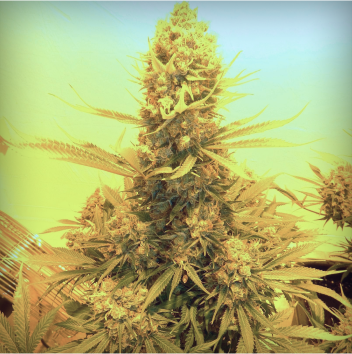 Mariana Cannabis Gruene Hessin