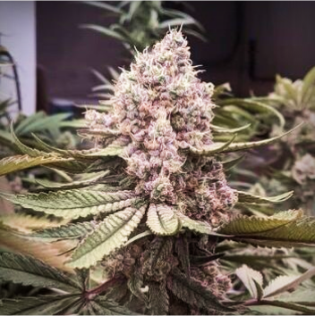 Mariana Cannabis Jungle WiFi