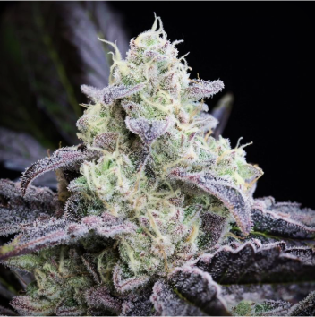 Mariana Cannabis LA Vanilla Cake