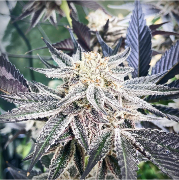 Mariana Cannabis Oreoz By