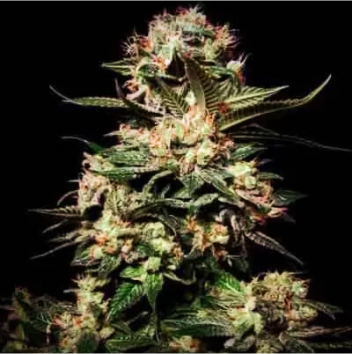 Mariana Cannabis Somango