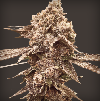 Mariana Cannabis Studio 54