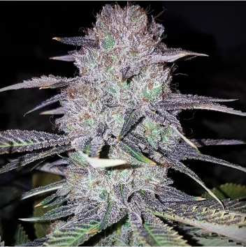 Mariana Cannabis Wedding Cake