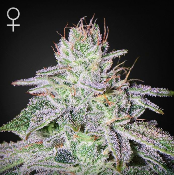 mariana cannabis francos lemon cheese 1