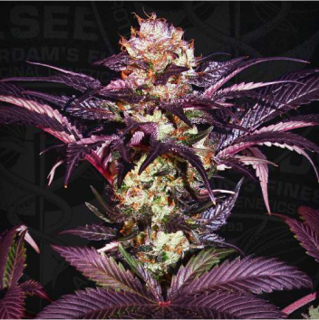 mariana cannabis french macaron