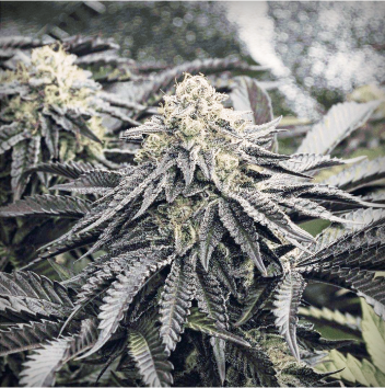 mariana cannabis mimosa