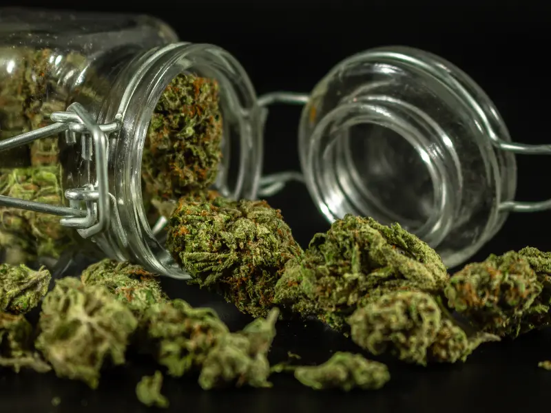 Cannabis im Ofen trocknen: So geht’s richtig und sicher