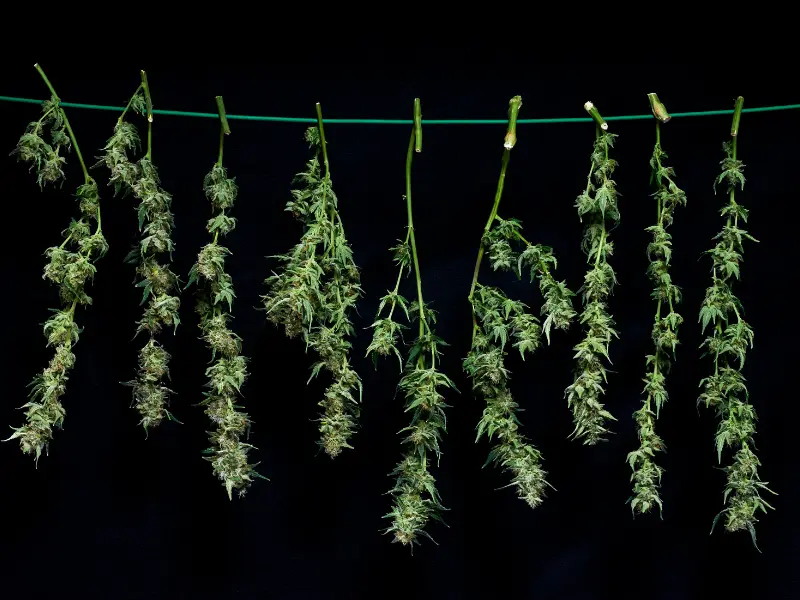 Cannabis im Ofen trocknen