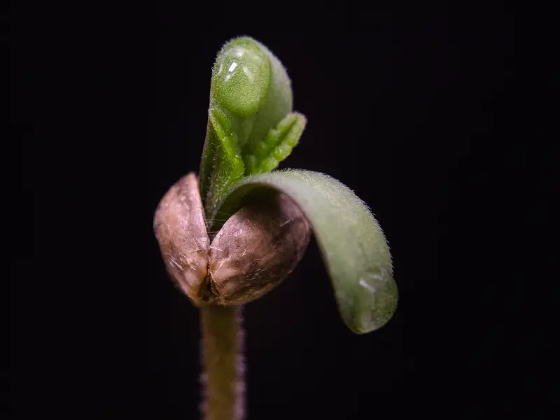 cannabis-wachstumsphasen