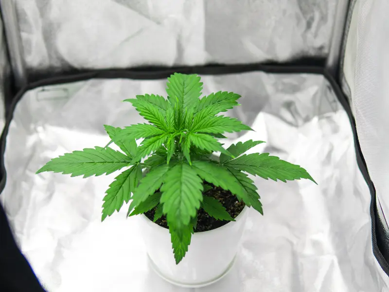 cannabis-wachstumsphasen