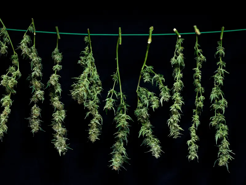 cannabis-wachstumsphasen