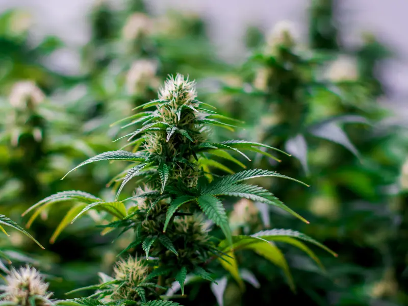 cannabis-wachstumsphasen