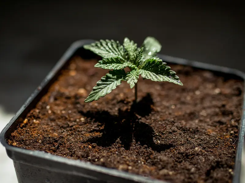 cannabis-wachstumsphasen