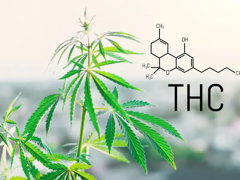 delta 8 thc