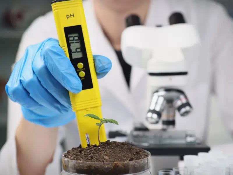 ecwert-cannabispflanzen