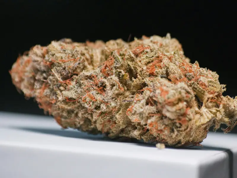 Cannabis Gefährlich