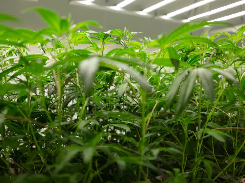 Cannabis Luftfeuchtigkeit: Diese Werte solltest du kennen!