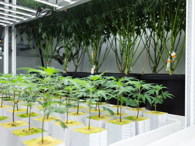 Cannabis Luftfeuchtigkeit